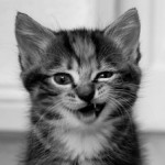 Profile picture of LunaMeow